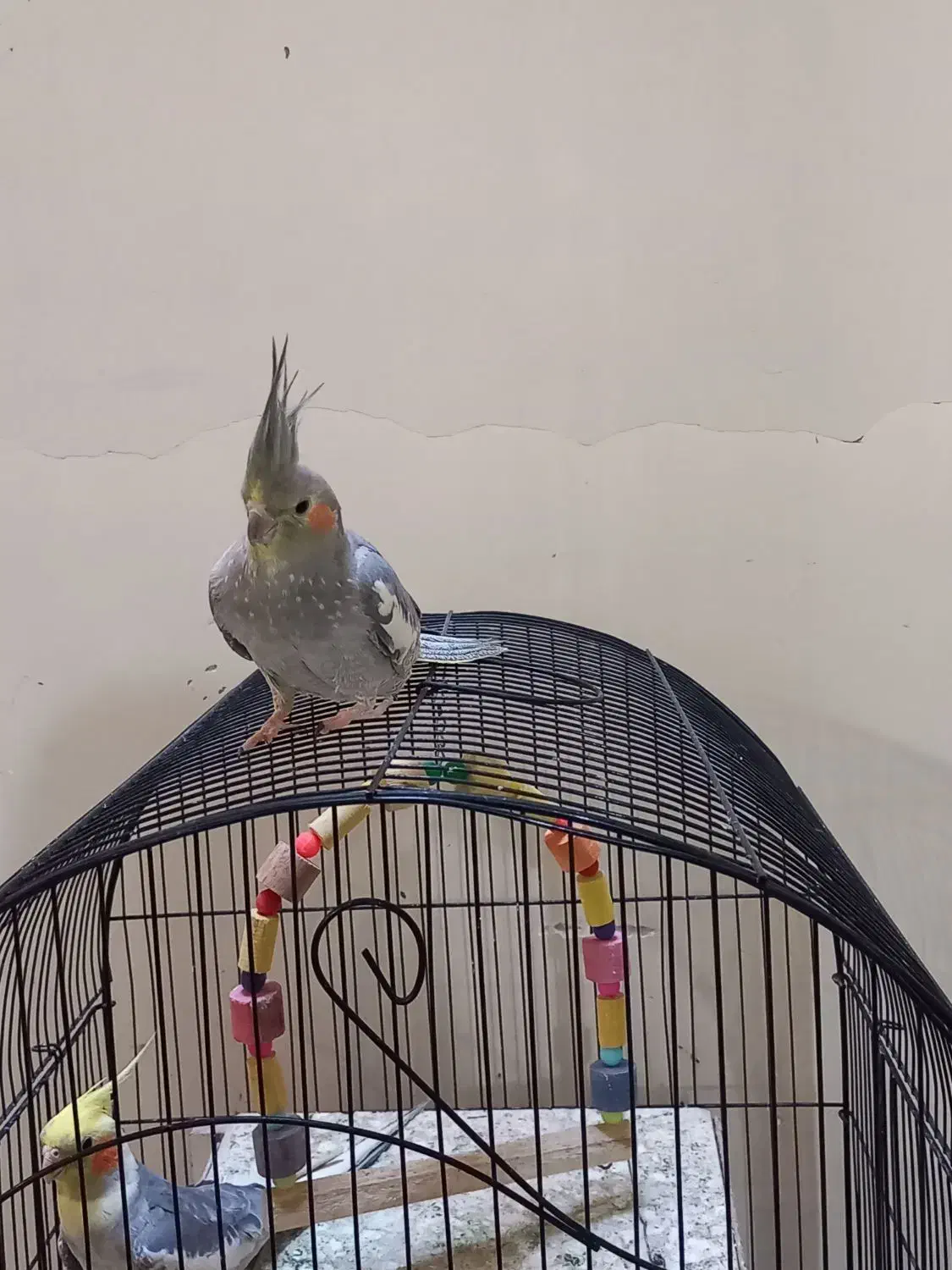 عروس هلندی|پرنده|کرج, اخگرآباد|دیوار