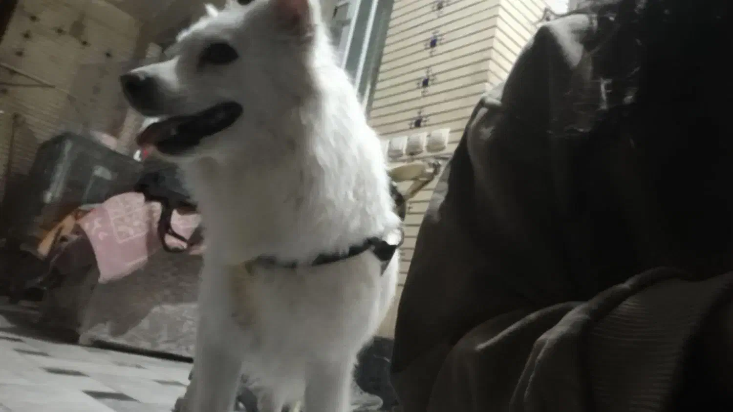 سگ  اشپیتنز|سگ|مرودشت, ژیان|دیوار