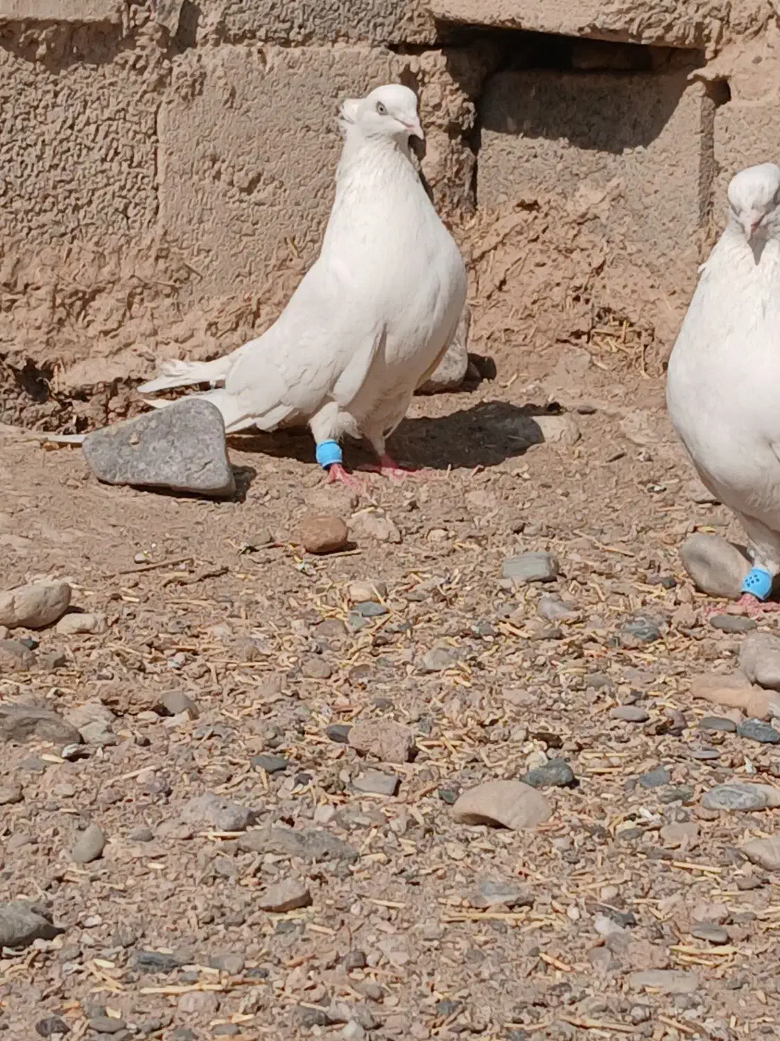 جفت ککولی|پرنده|باروق, |دیوار