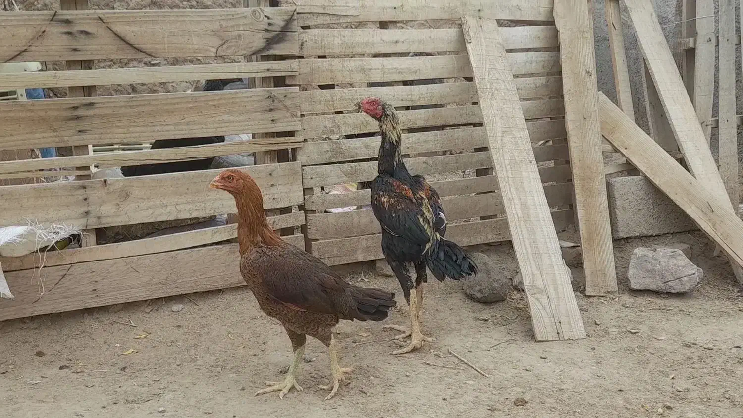 جوجه لاری|حیوانات مزرعه|خواف, |دیوار