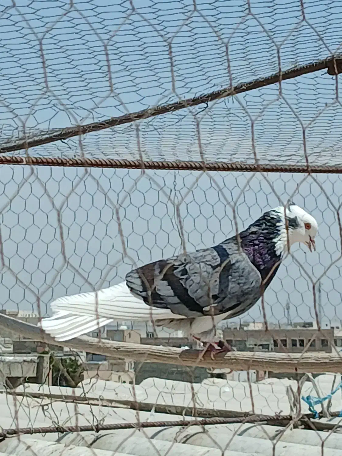 کفتر شازده سبز عتیقه همه چی تو عکس معلومه|پرنده|اسلامشهر, شهرک سعیدیه|دیوار