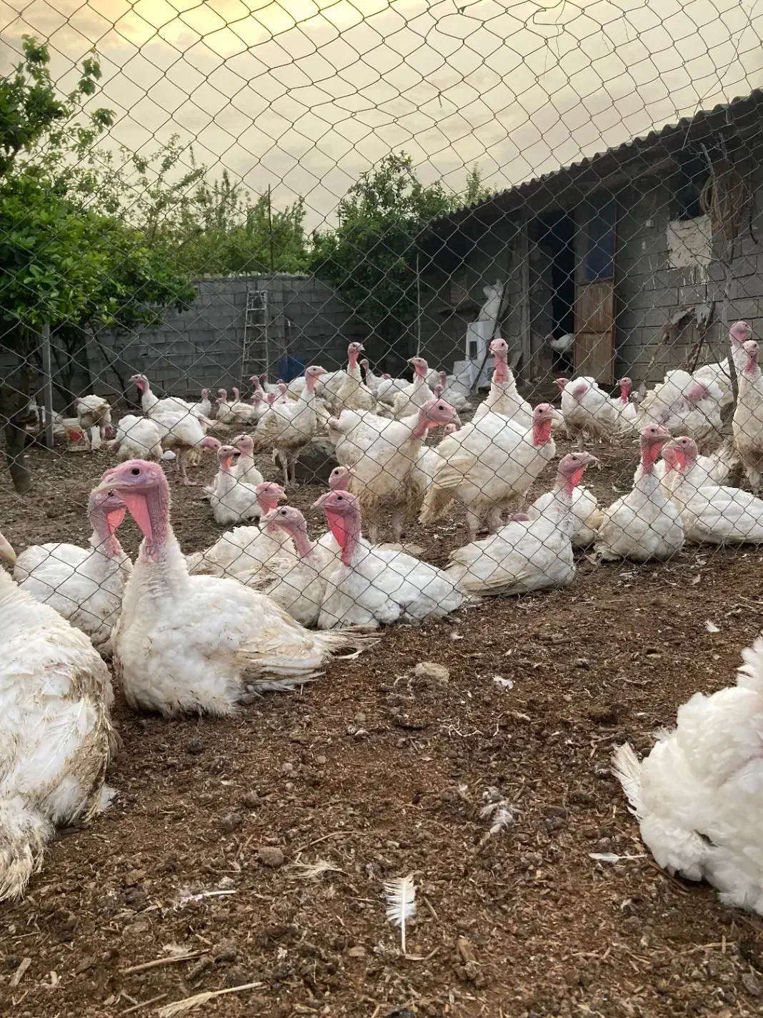 فروش بوقلمون بیوتی|خوردنی و آشامیدنی|قائم‌شهر, |دیوار