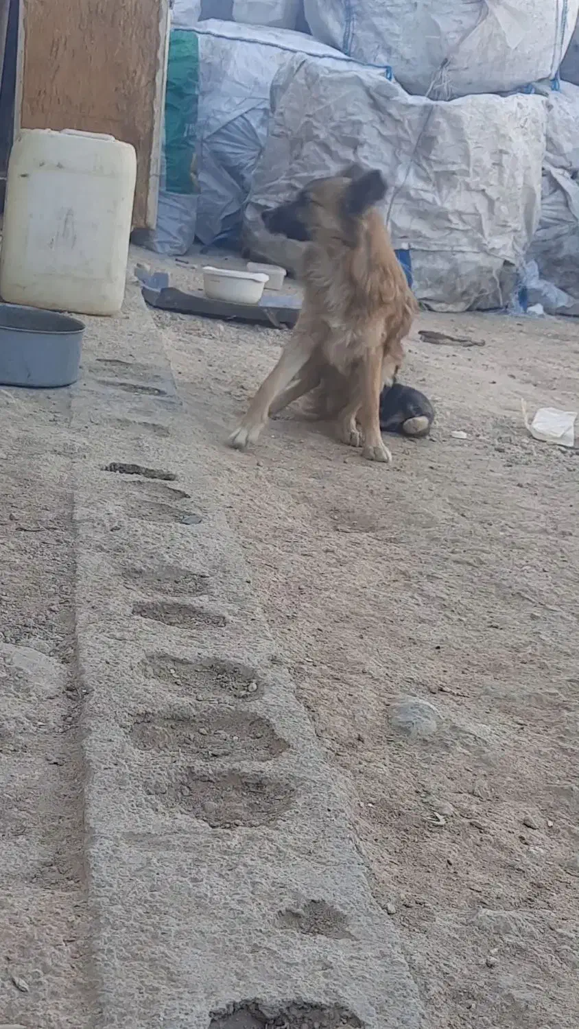 گمشده|سگ|بروجن, |دیوار