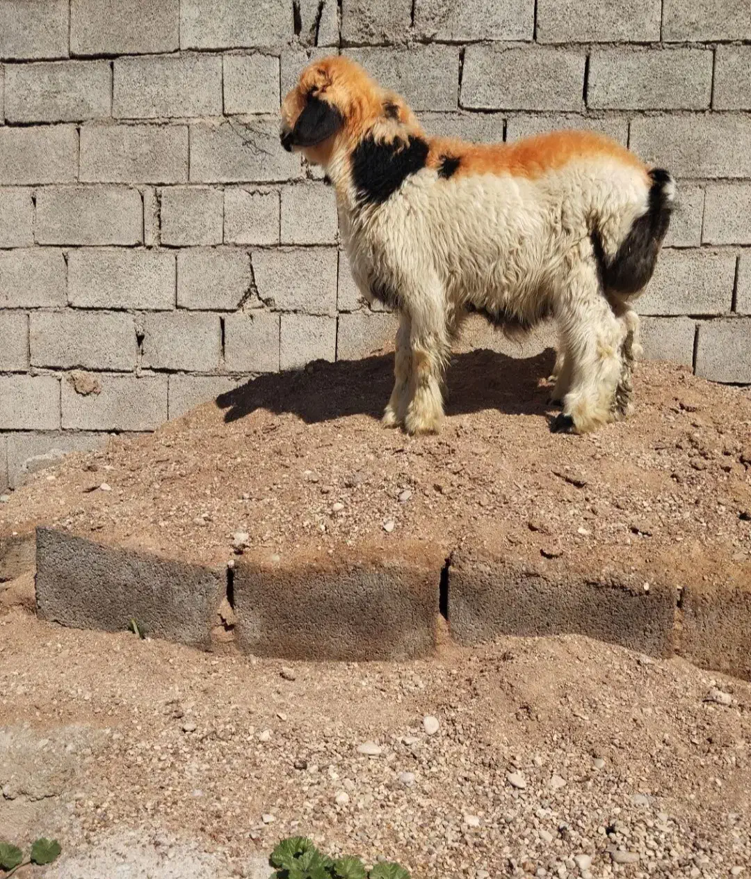 بره نر معاوضه با جو|حیوانات مزرعه|بهمن صغاد, |دیوار