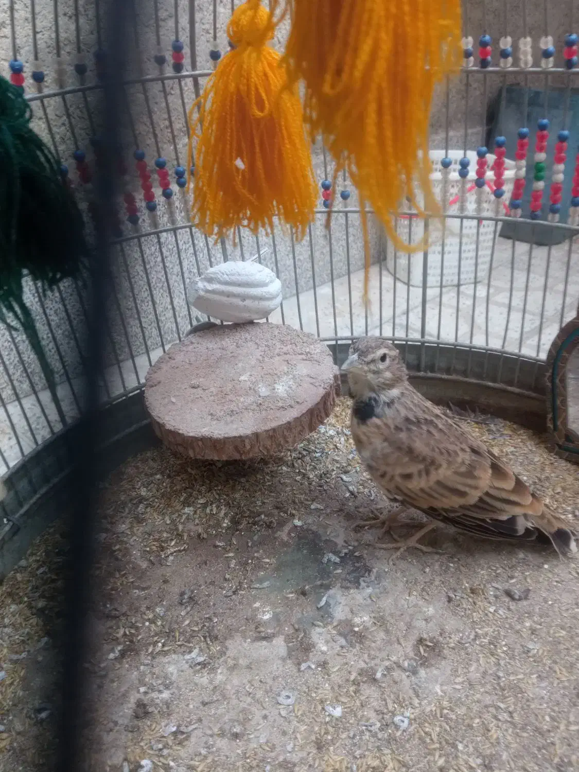 قناری، دهن زن، سهره قناری، و مرغ محلی، معاوضه|پرنده|شیراز, کوشک میدان|دیوار