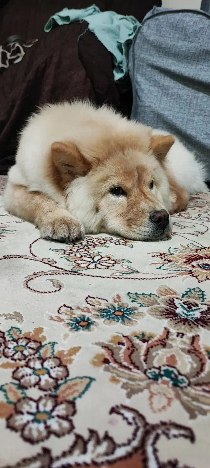 سگ نژاد چاو چاو ۷ ماهه ماده|سگ|اصفهان, بهارستان|دیوار