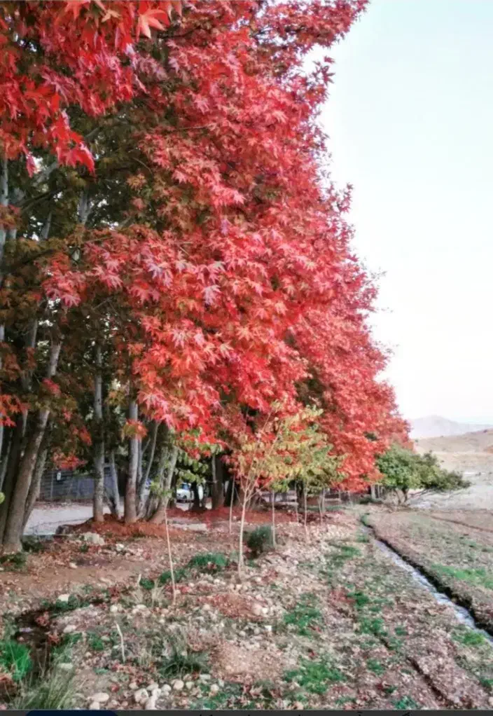 فروش زمین باغ شهری گویم سرچمه|فروش زمین و ملک کلنگی|شیراز, گویم|دیوار