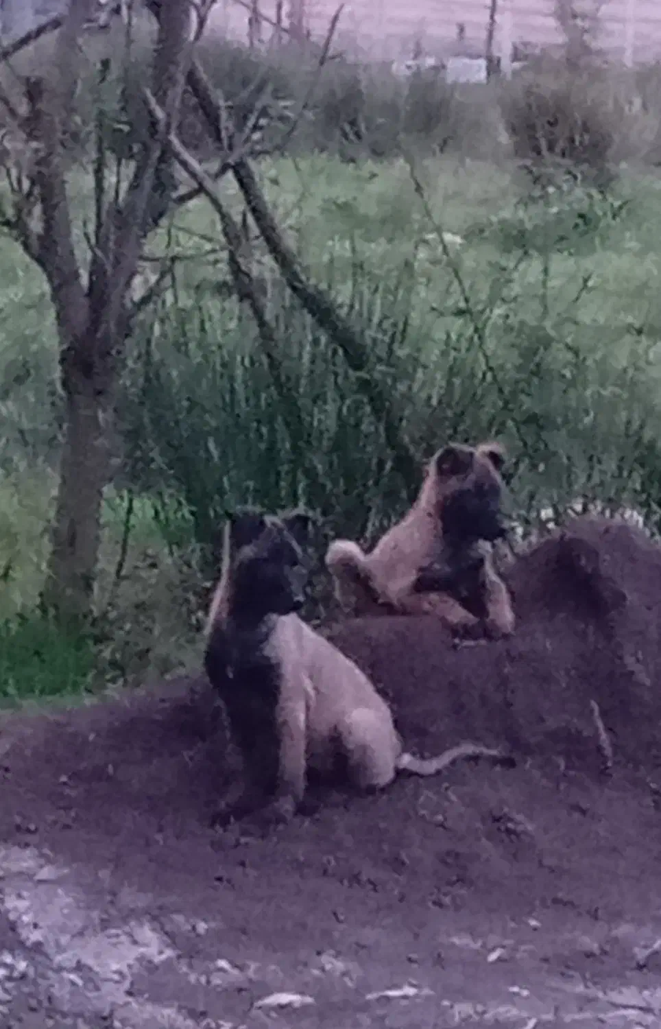 توله سگ مانیلویز|سگ|رشت, قاسمیه|دیوار