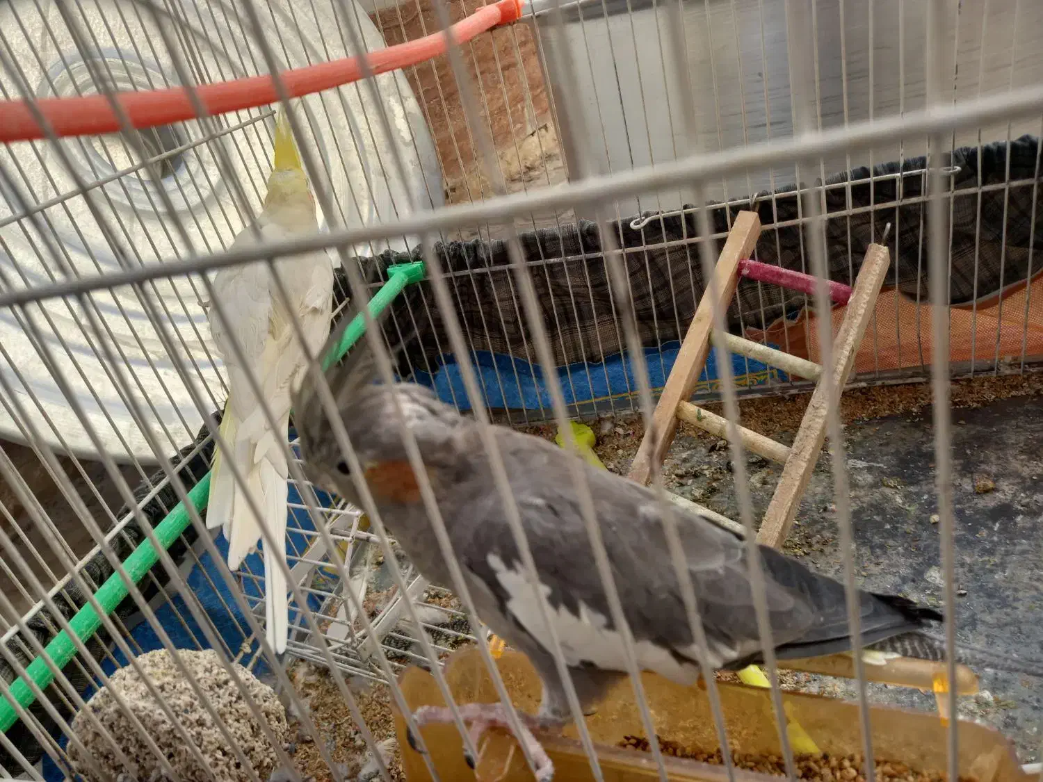 عروس هلندی جفت تخمگذار|پرنده|تربت جام, شهرک معلم|دیوار