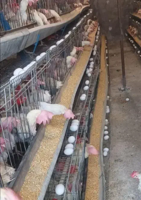 مرع بومی  گلپایگان محلی و رسمی تخمگذار  مرغ لوهمن|حیوانات مزرعه|شهریار, کرد امیر|دیوار