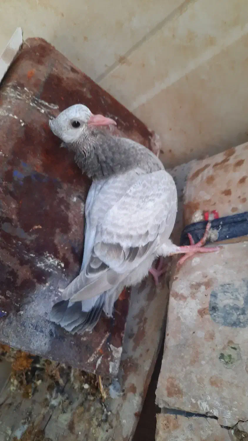 فروش کبوتر|پرنده|کازرون, |دیوار