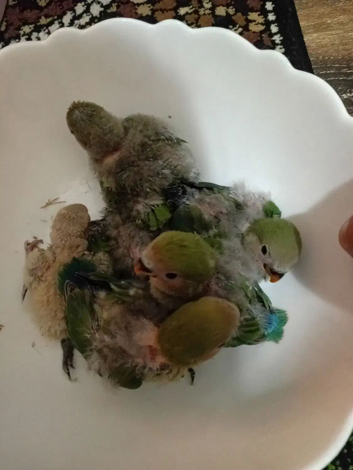 طوطی برزیلی|پرنده|اردبیل, |دیوار