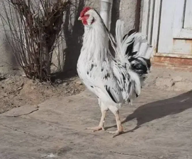 تخم مرغ گلین|حیوانات مزرعه|سرپل ذهاب, |دیوار