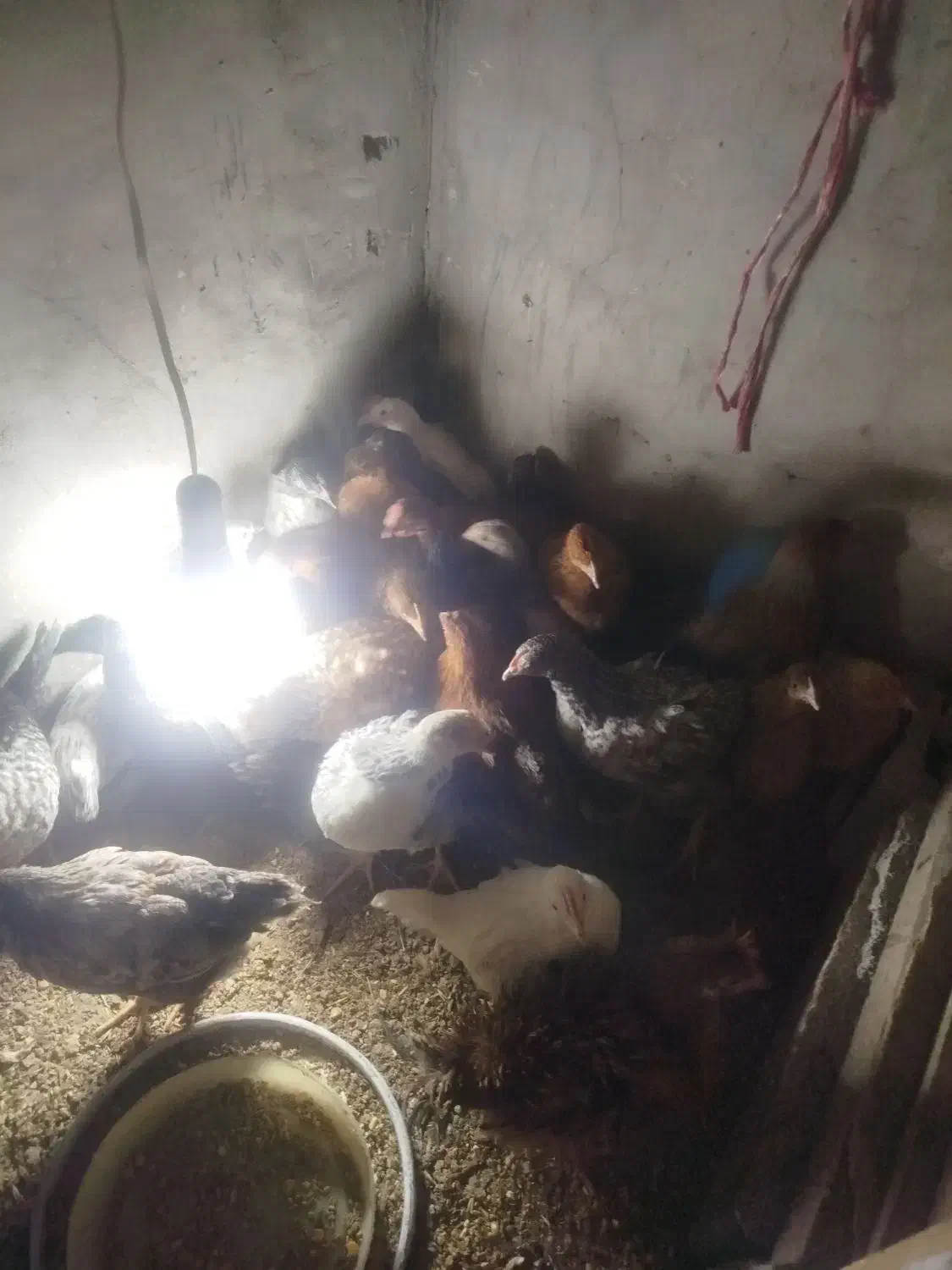 25عدد جوجه محلی|حیوانات مزرعه|سر آسیاب یوسفی, |دیوار