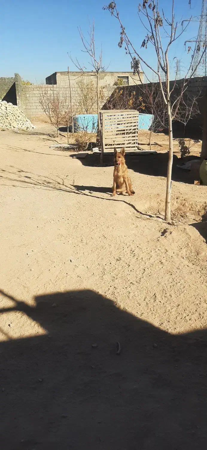 سگ ژرمن|سگ|مشهد, رده|دیوار