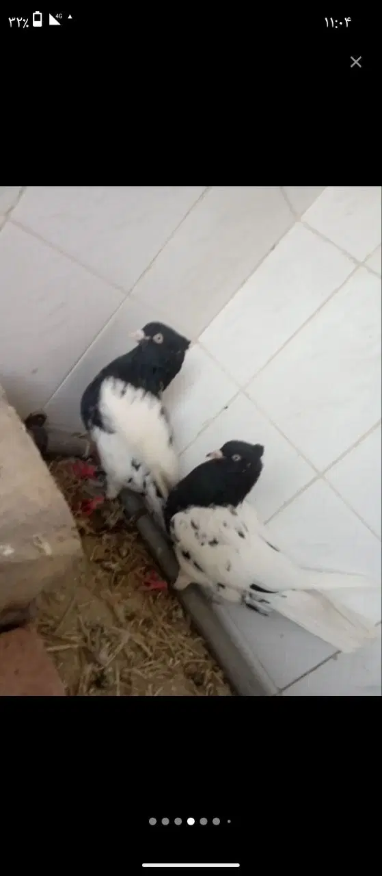 کبوتر|پرنده|زاهدان, |دیوار