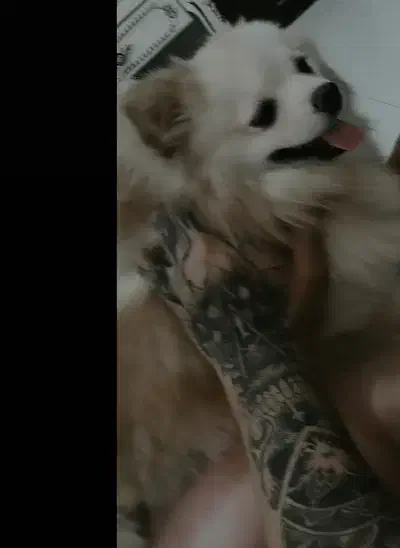 فروشی|سگ|قم, بلوار امین و ساحلی|دیوار