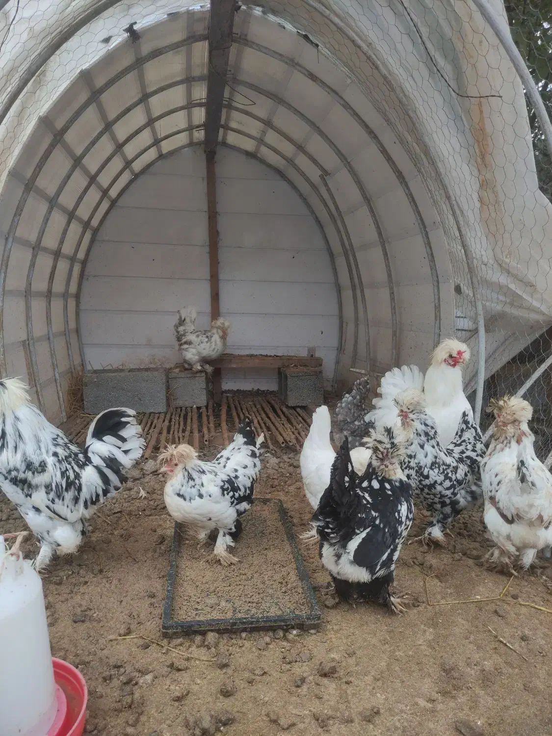 تخم نطفه دار سلطان|حیوانات مزرعه|کوچصفهان, |دیوار