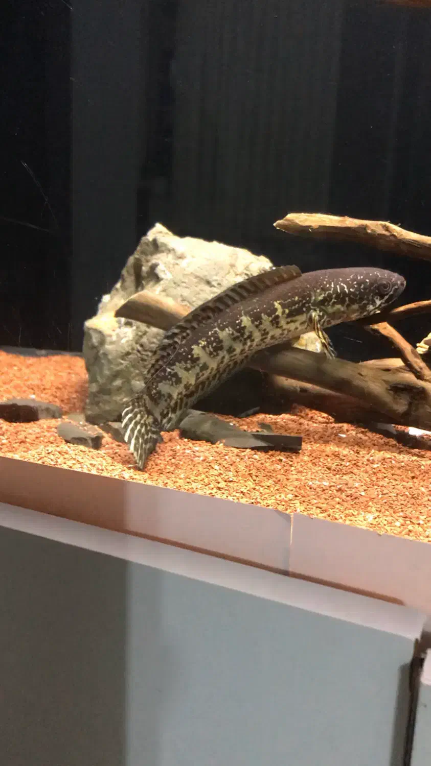 ماهی چانا گلدن کبری|ماهی|لاهیجان, کوی خزر|دیوار