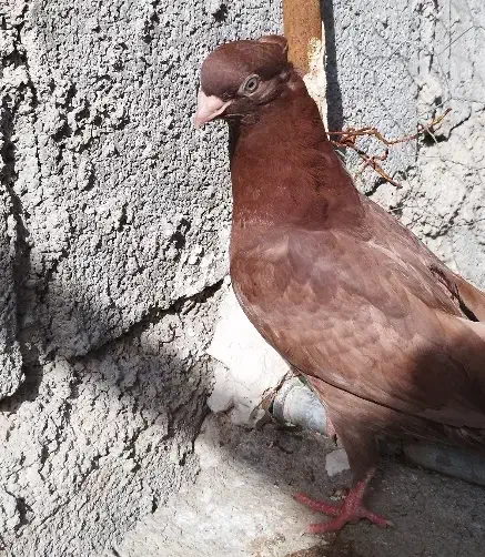 صرب اتریشی|پرنده|شنبه و طسوج, |دیوار