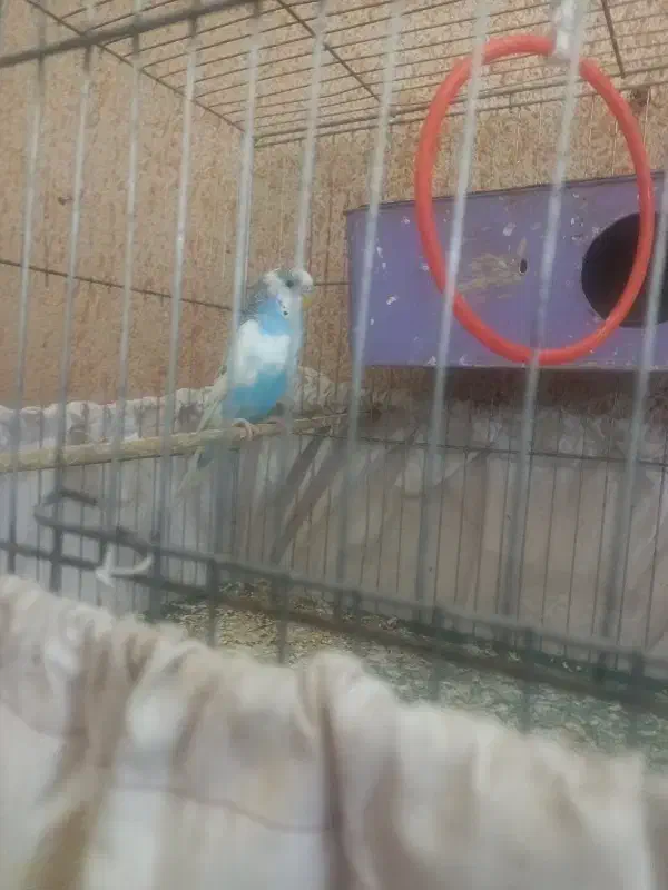 جفت مرغ عشق مولد کار داده با لوازم و قفس|پرنده|فردیس, سرحدی|دیوار