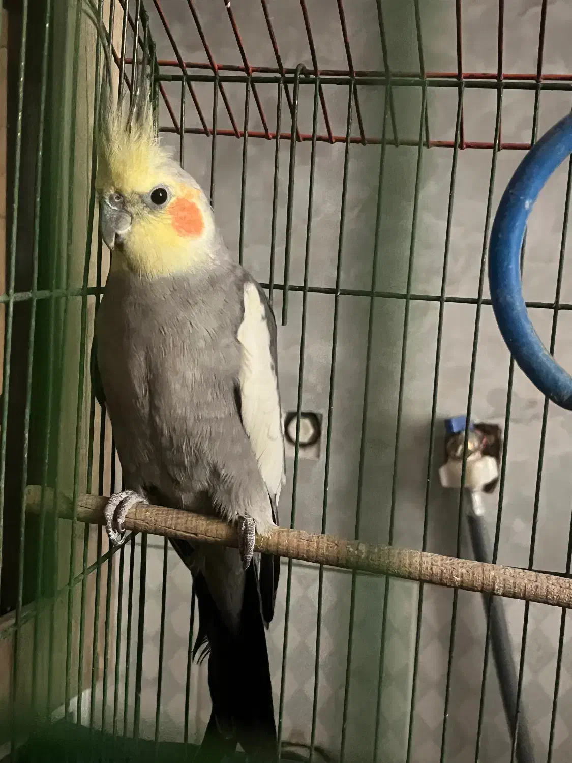 عروس هلندی|پرنده|سمنان, |دیوار