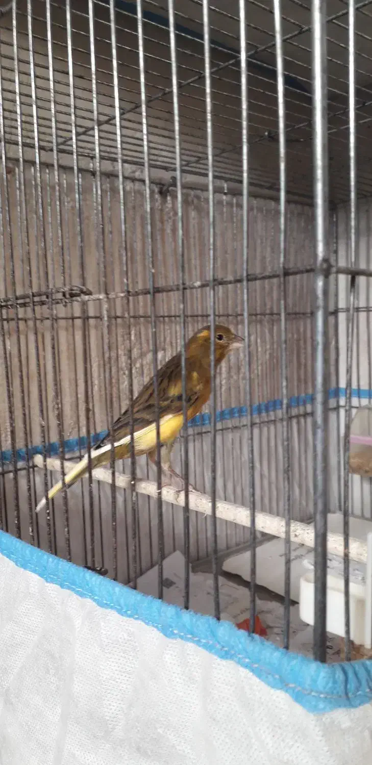 قناری ابلغ سرخ|پرنده|مرودشت, علی‌آباد‎|دیوار