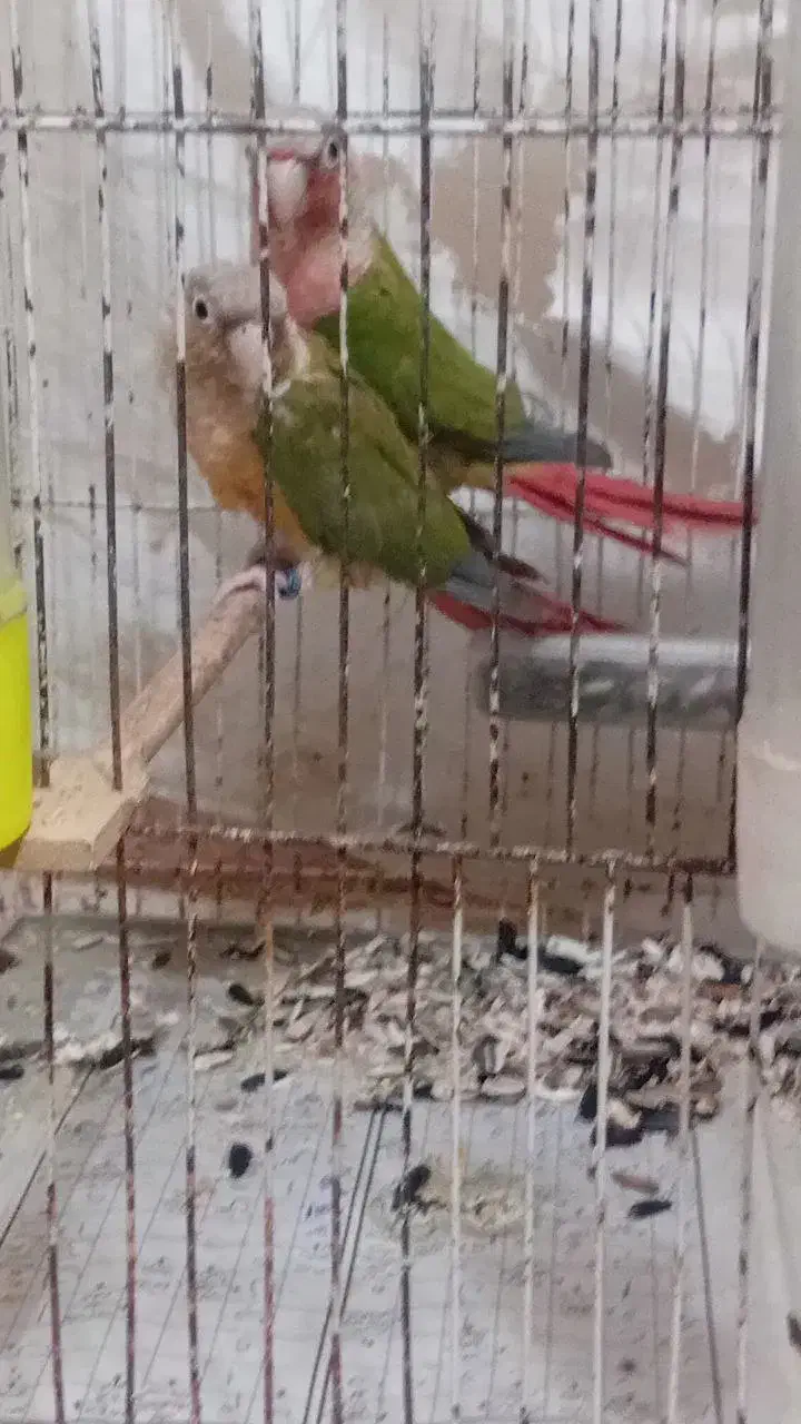 طوطی گرینچیک|پرنده|تربت جام, پاسداران|دیوار