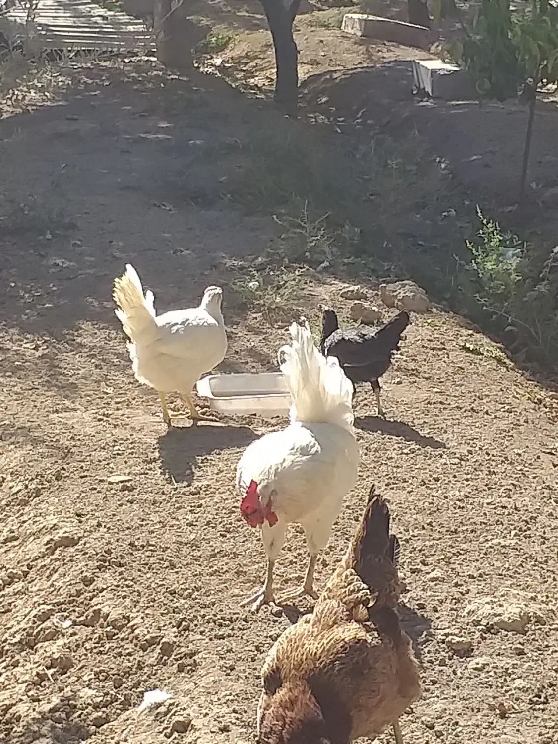 چهل تاج|حیوانات مزرعه|نسیمشهر, |دیوار