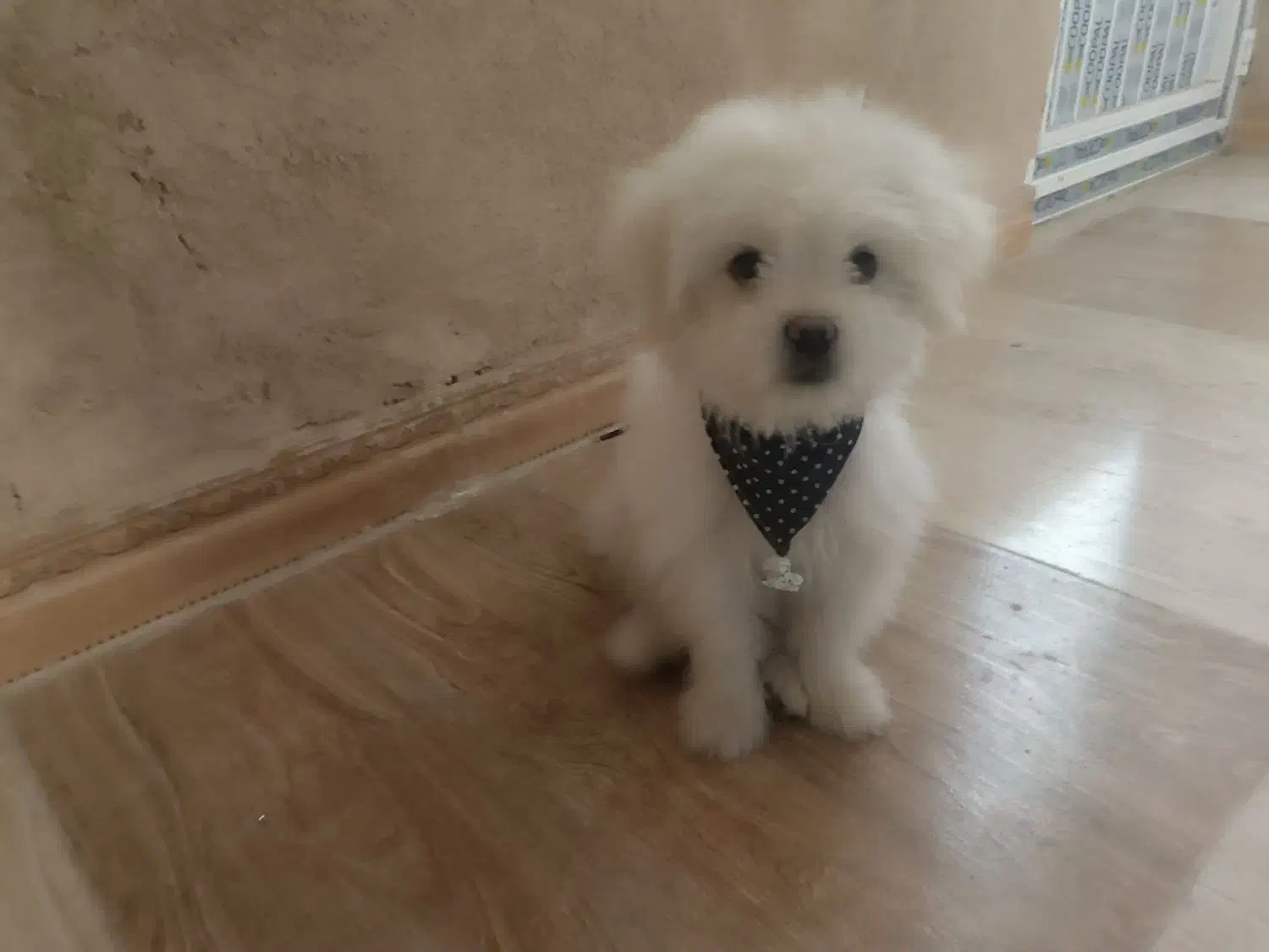 سگ پاپی ریز آپارتمانی فروشی|سگ|نجف‌آباد, امیرآباد|دیوار