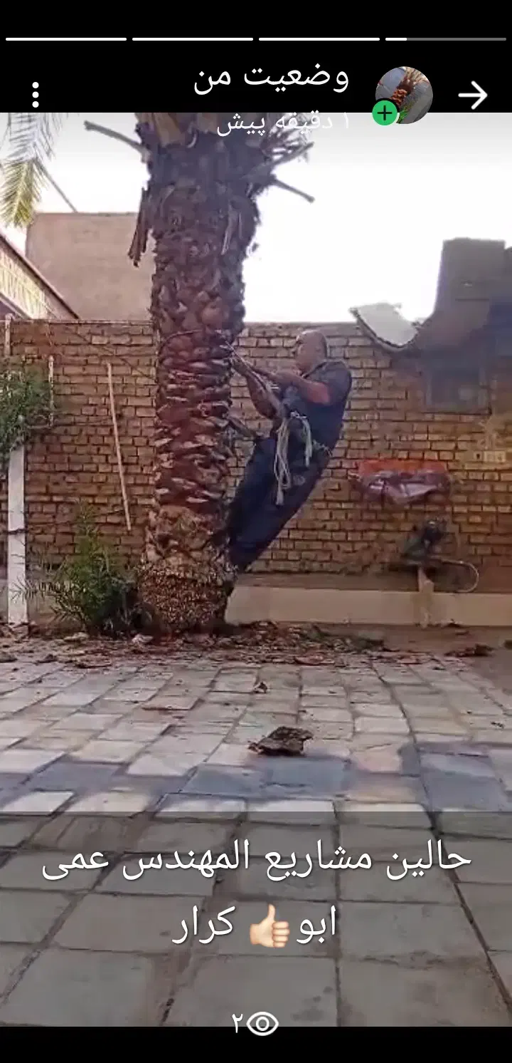 بریدن نخل قطع نخل حرس نخل سمپاشی در آوردن ریش نخل|خدمات باغبانی و درختکاری|اهواز, نادری|دیوار