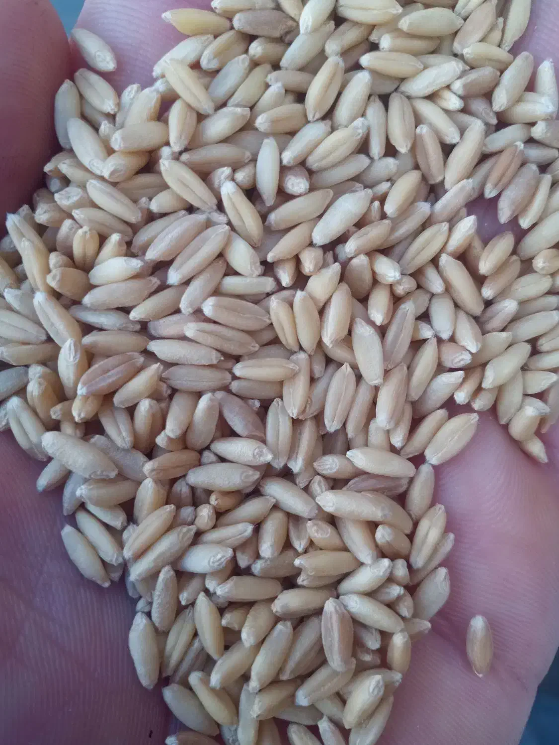 گندم سرداری بوجاری شده درجه 1بزری|خوردنی و آشامیدنی|سنندج, |دیوار
