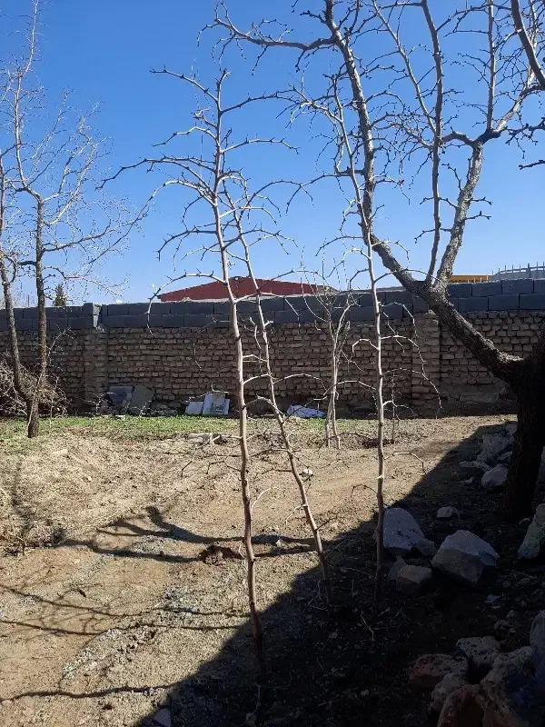 نهال عناب|خدمات باغبانی و درختکاری|بیرجند, |دیوار