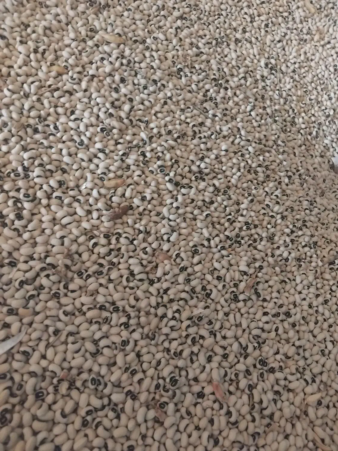 لوبیا|خوردنی و آشامیدنی|حمیدیه, |دیوار