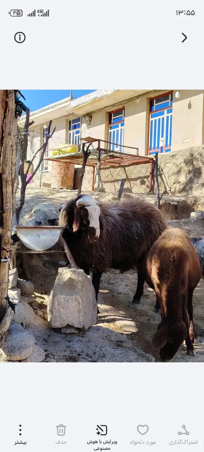 فروش یک عدد قوچ|حیوانات مزرعه|شاهیوند, |دیوار