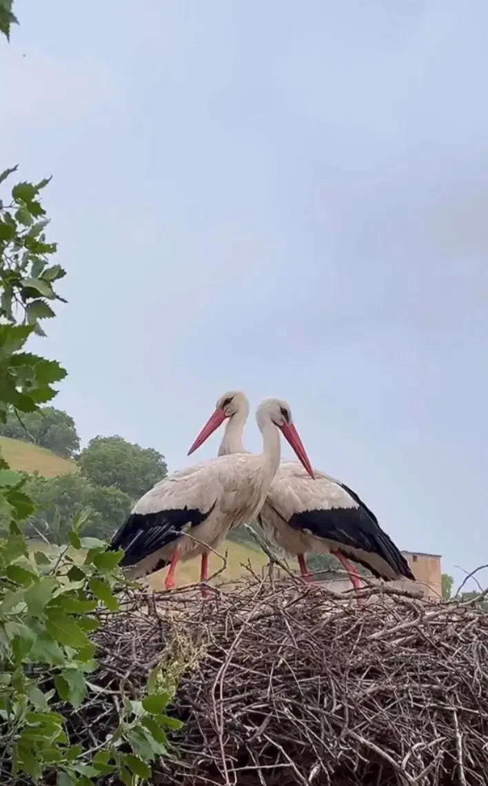 خریدا ر درخت  خریدار چوب  نقدی|خدمات باغبانی و درختکاری|سقز, |دیوار