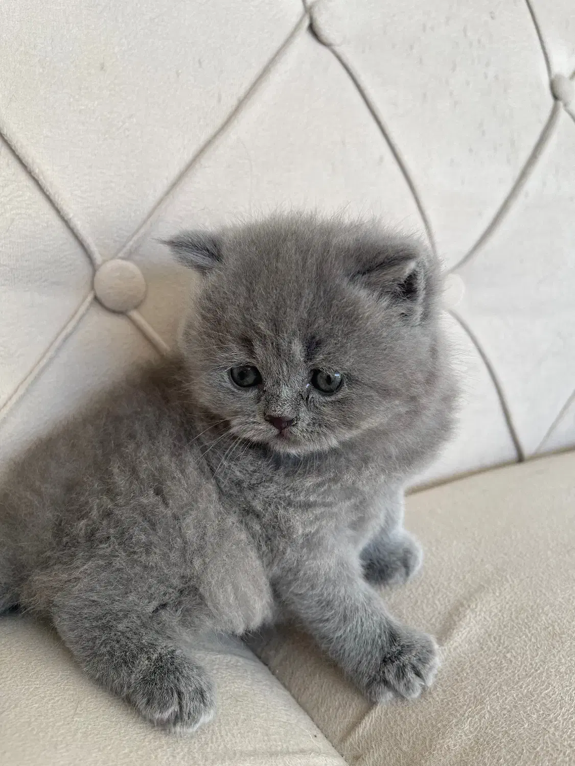 اسکاتیش بریتیش های بلو رنگ|گربه|تهران, شهران شمالی|دیوار