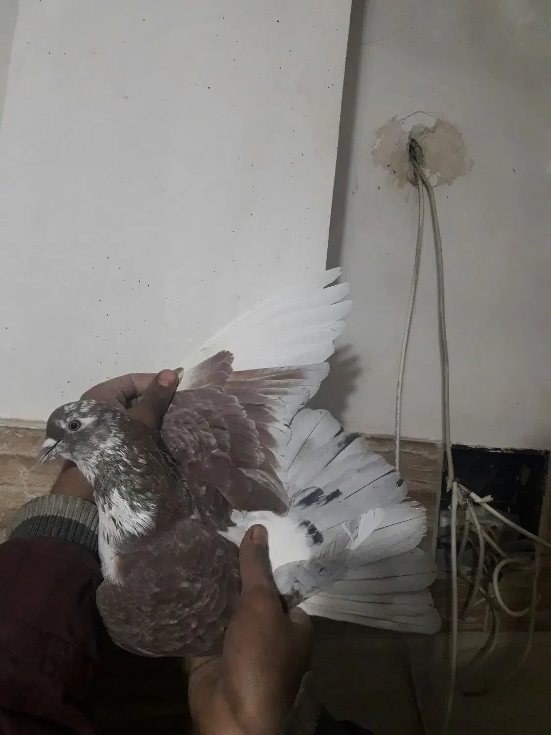 کبوتر پرشی|پرنده|شهریار, شهرک وائین|دیوار