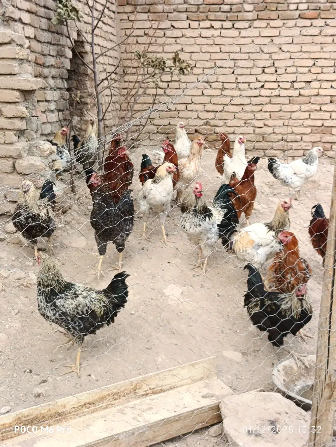 خروس کردی|حیوانات مزرعه|کرمانشاه, |دیوار