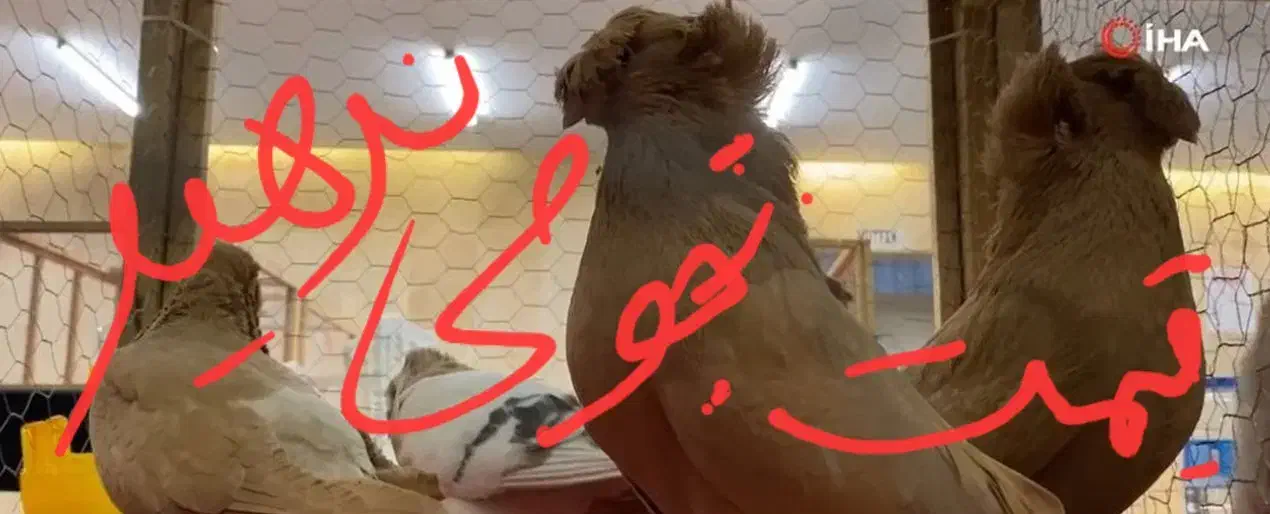 کبوتر|پرنده|تبریز, |دیوار