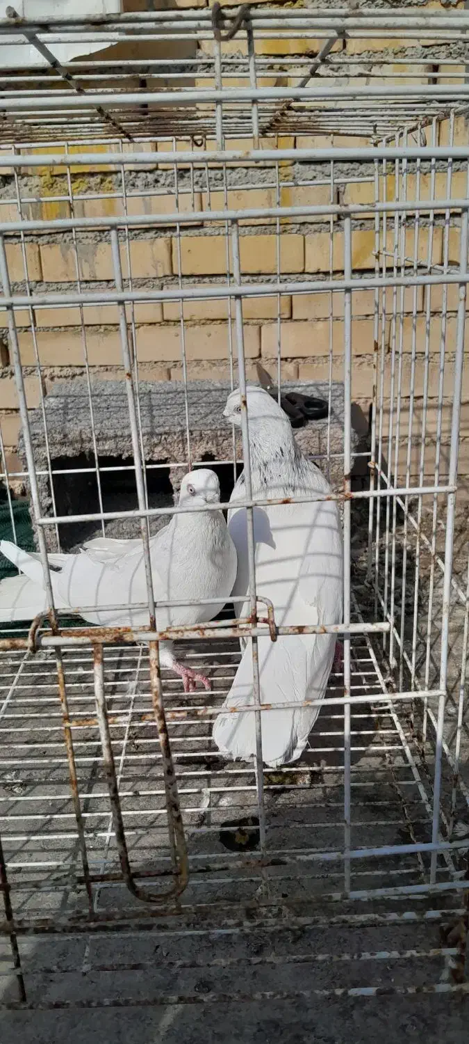 شیخ پرشی|پرنده|چمران, |دیوار