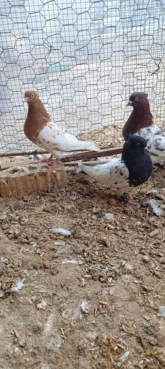 1000 یک میلون تومان|پرنده|زرین دشت (فارس), |دیوار