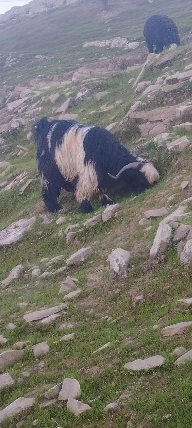 تیشتر تخمی|حیوانات مزرعه|مسجد سلیمان, |دیوار