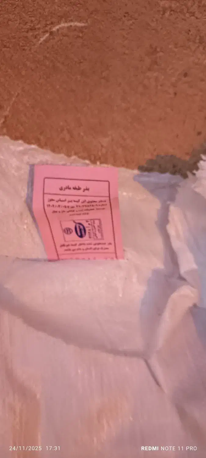 گندم بذری|گل و گیاه طبیعی|ایوان, |دیوار