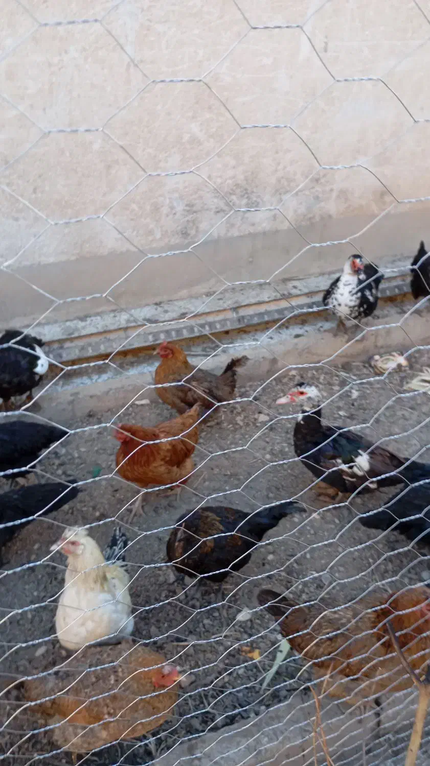 یه مرغ ابی اسراییلی گم کردم|حیوانات|شاهرود, |دیوار