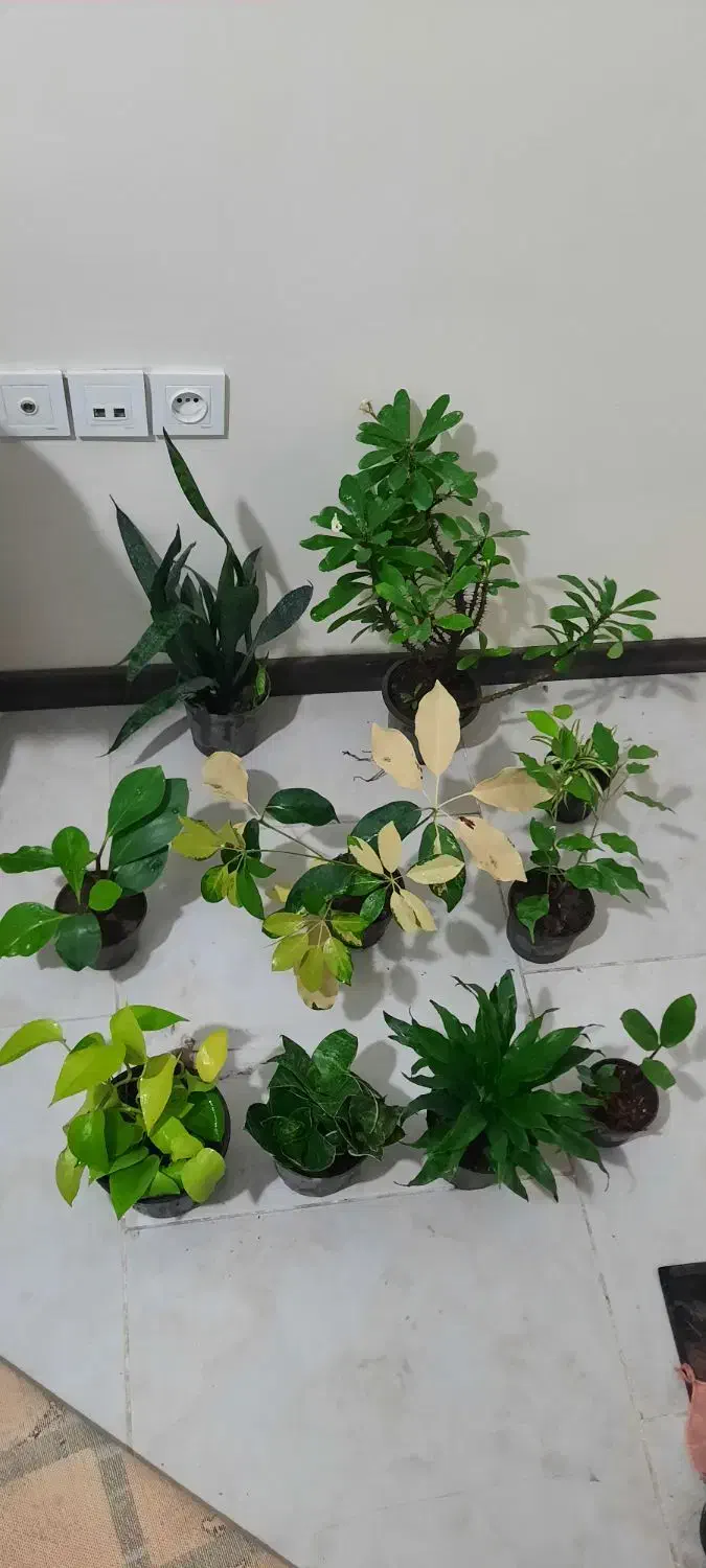 ۱۰ عدد گل فقط تا امشب|گل و گیاه طبیعی|قدس, شهرقدس|دیوار