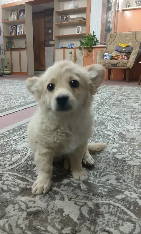 توله دوماه پامر روباهی|سگ|برخوار, |دیوار