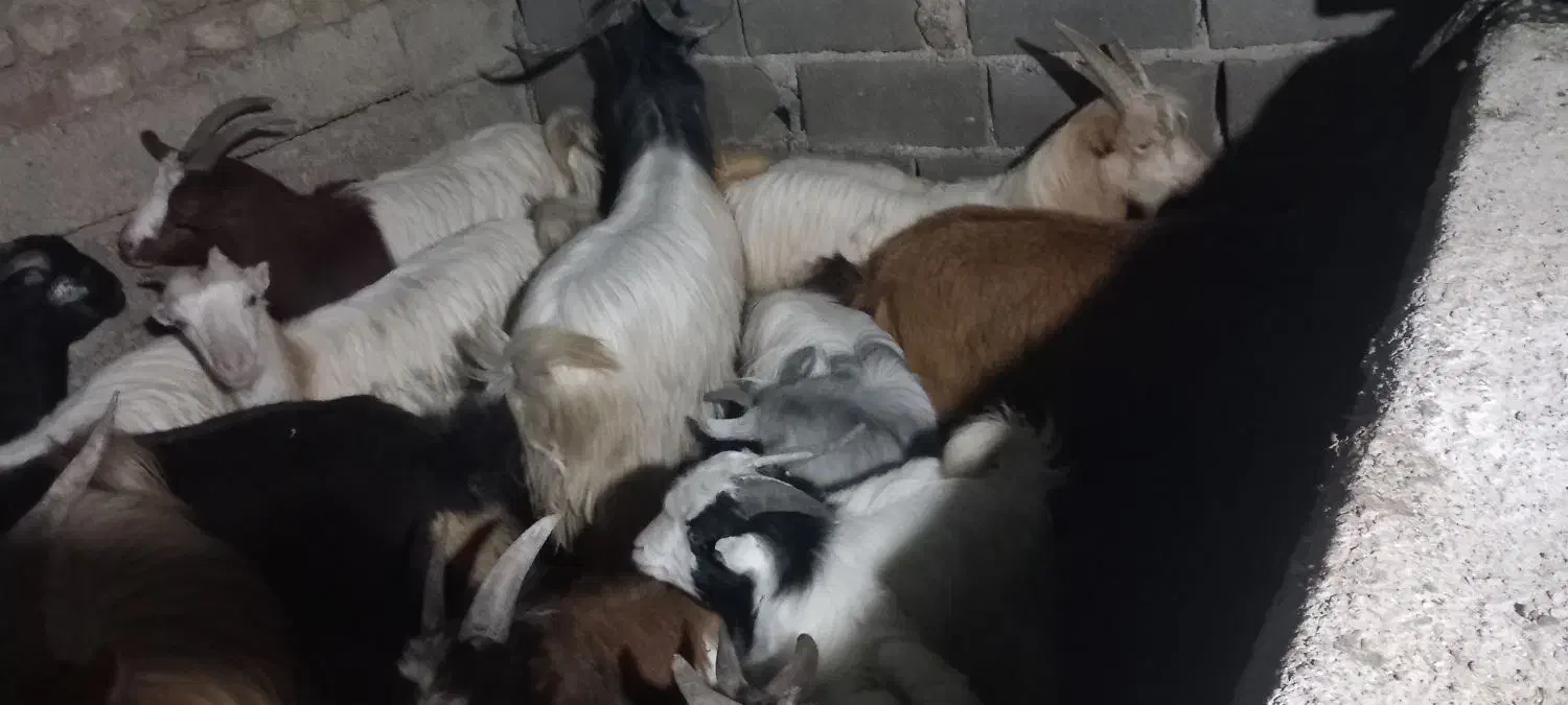 بز نر ماده|حیوانات مزرعه|خان ببین, |دیوار