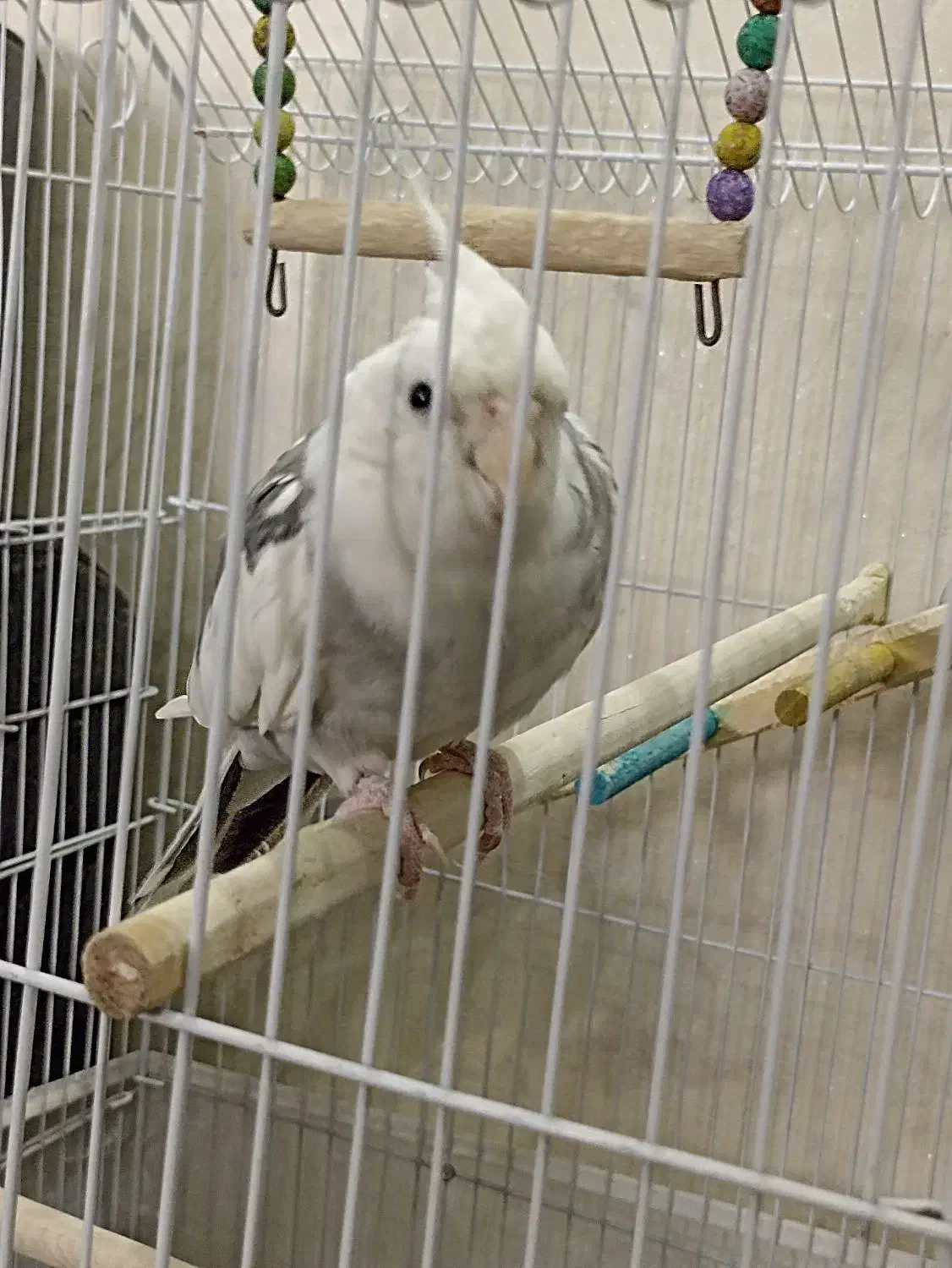 عروس هلندی|پرنده|تهران, اسفندیاری|دیوار