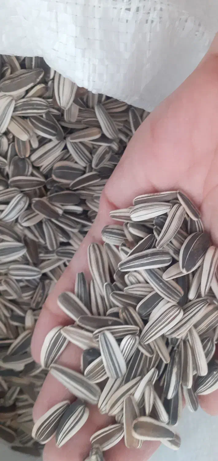 تخمه افتابگردان امسالی|خوردنی و آشامیدنی|آران و بیدگل, |دیوار